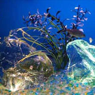 Aquarium Glass